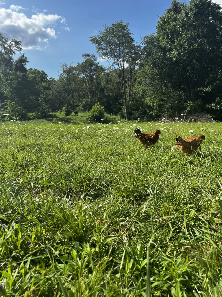 Taken By Cody Deluisio ;chickens on pasture