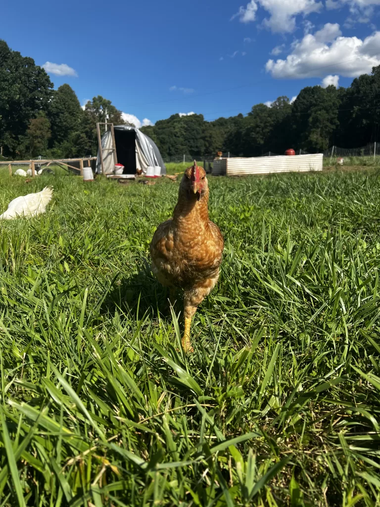 Taken by Cody Deluisio, chickens on pasture with chicken tractors