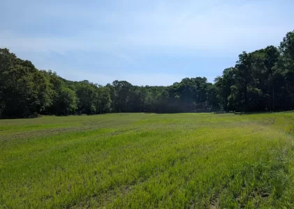 Thriving Through the Summer Slump: A Regenerative Approach to Pasture Management