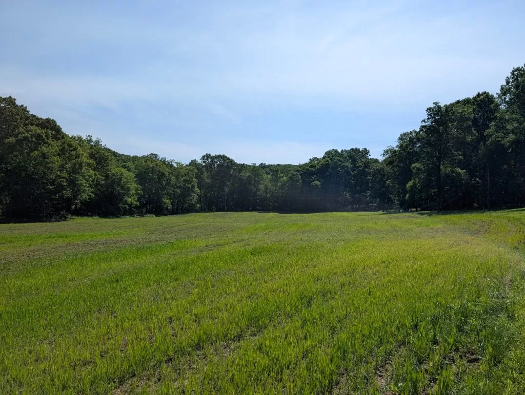 Thriving Through the Summer Slump: A Regenerative Approach to Pasture Management