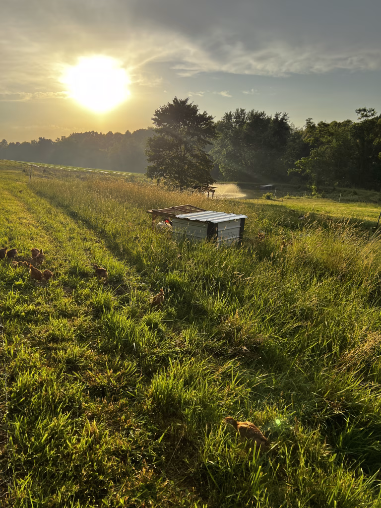 Chicken tractor on pasture at Stella Manor