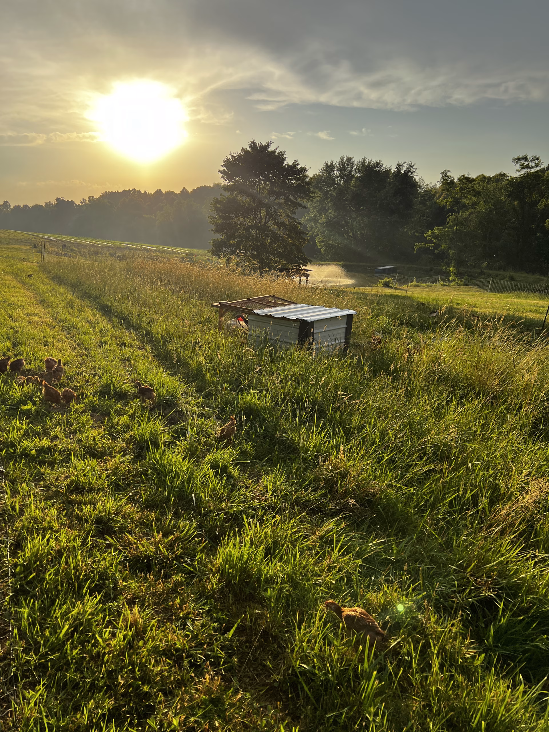 Why Your Coop Choice Matters for Soil Health: The Case for Chicken Tractors in a Regenerative System